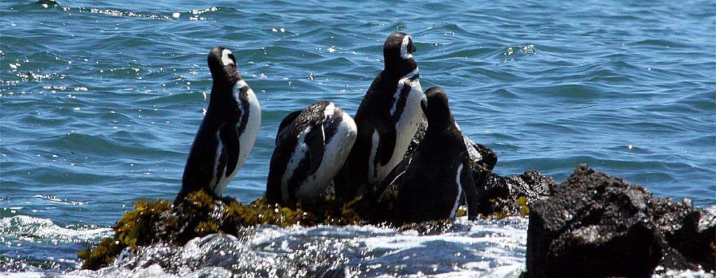 pinguinos pinguinos