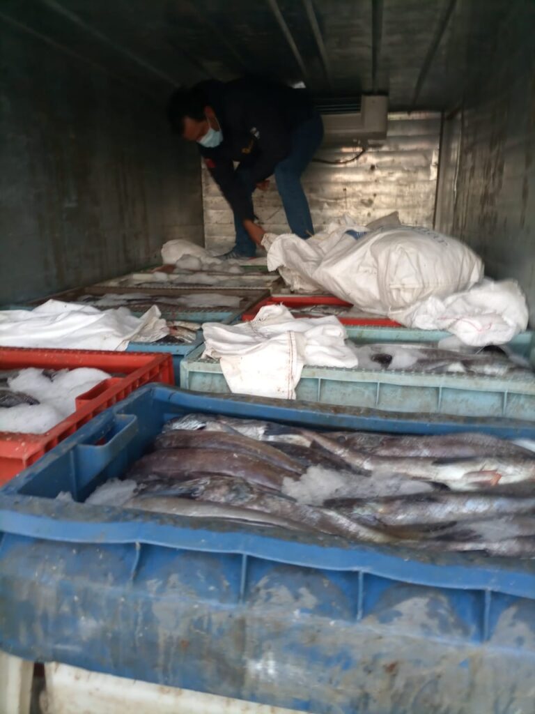 decomiso merluza en chacao decomiso merluza en chacao