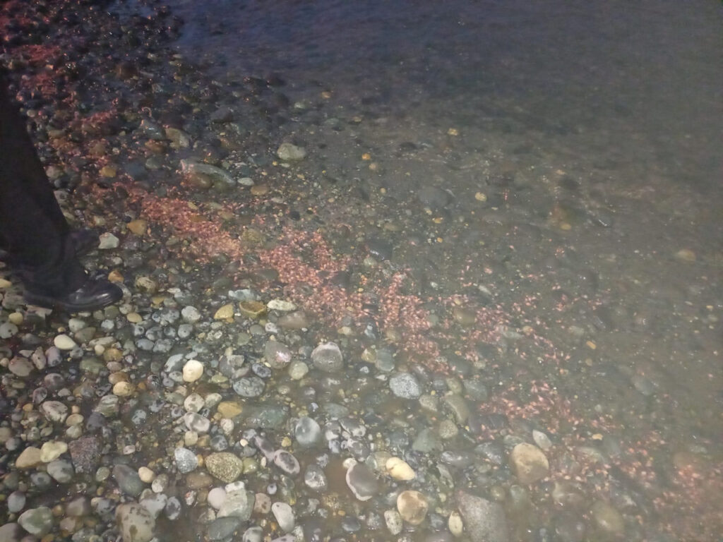 crustaceos en pudeto