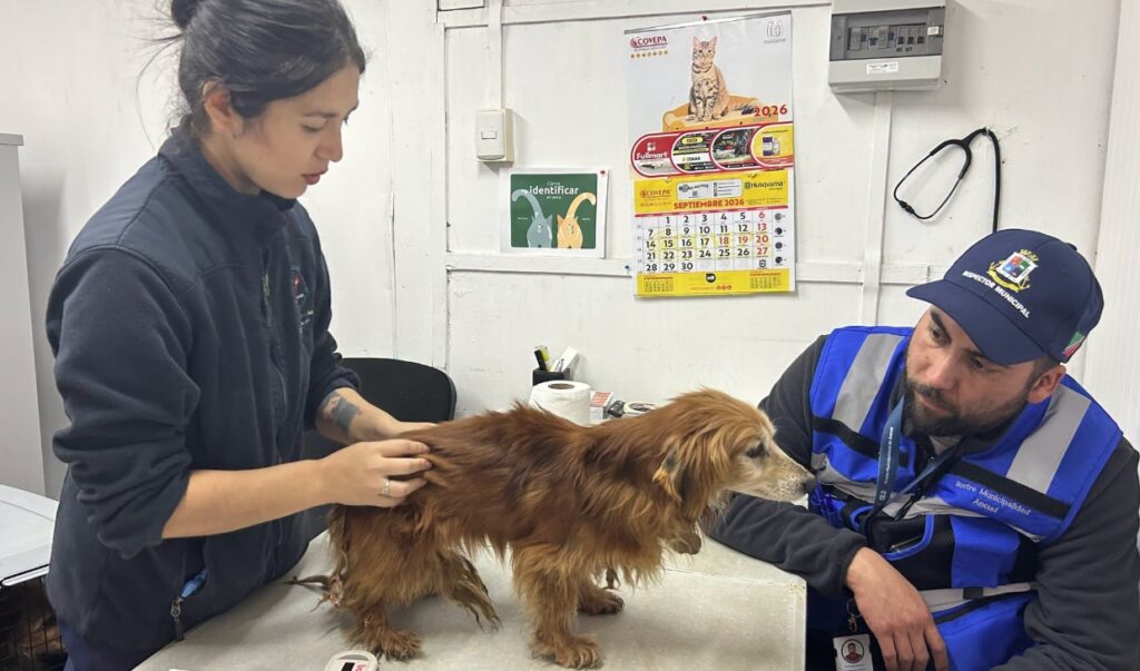 PDI detiene a mujer por maltrato animal en Ancud PDI detiene a mujer por maltrato animal en Ancud