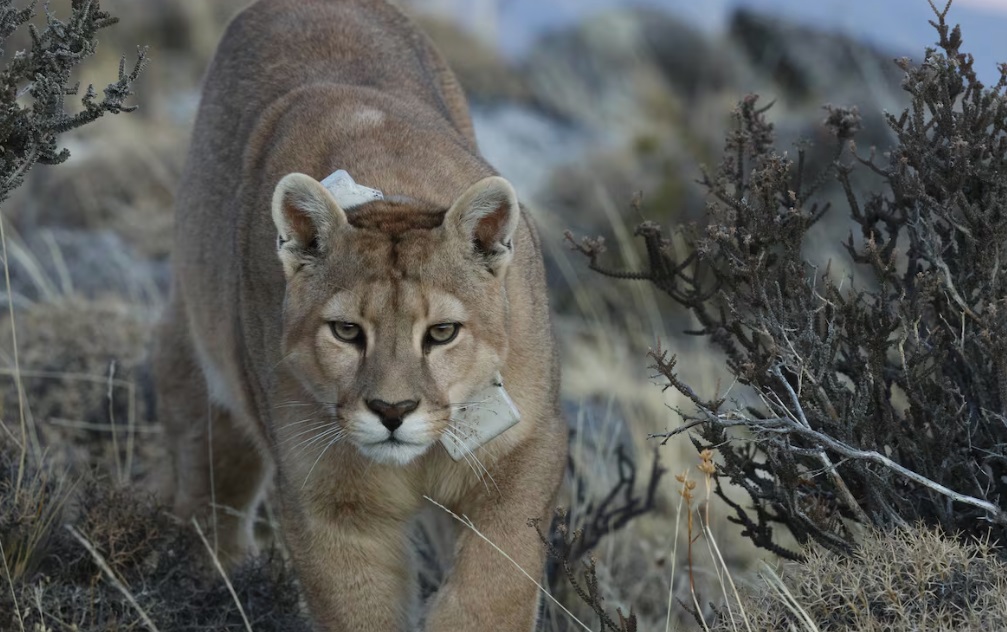 puma puma